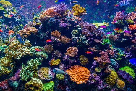 10 Best Types Of Corals For Reef Aquarium
