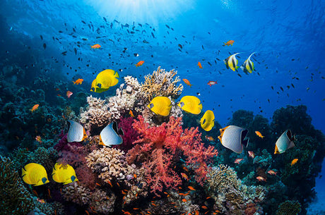 10 Best Saltwater Fish Species For Your Tank