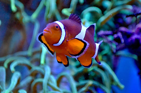 Reef Aquarium Lighting: Unleashing the Power of PAR and Spectrum
