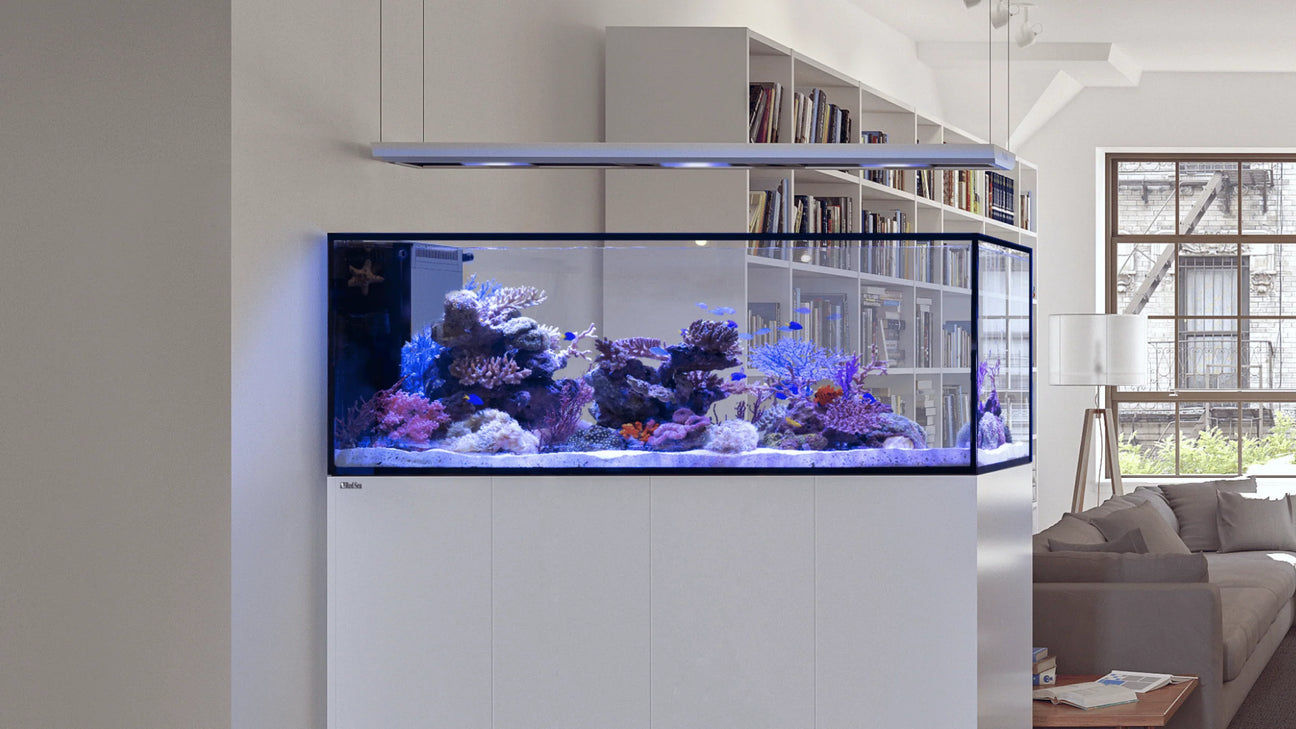 Modern living room with a large built-in aquarium, filled with coral and colorful fish, against a white bookshelf. Natural light from the large window illuminates the space, creating a serene atmosphere.