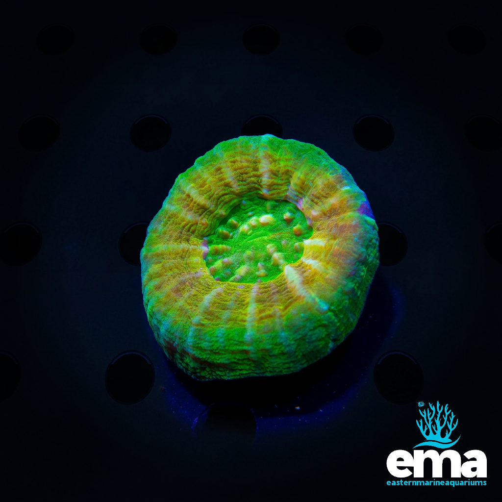 Gold & Green Scolymia