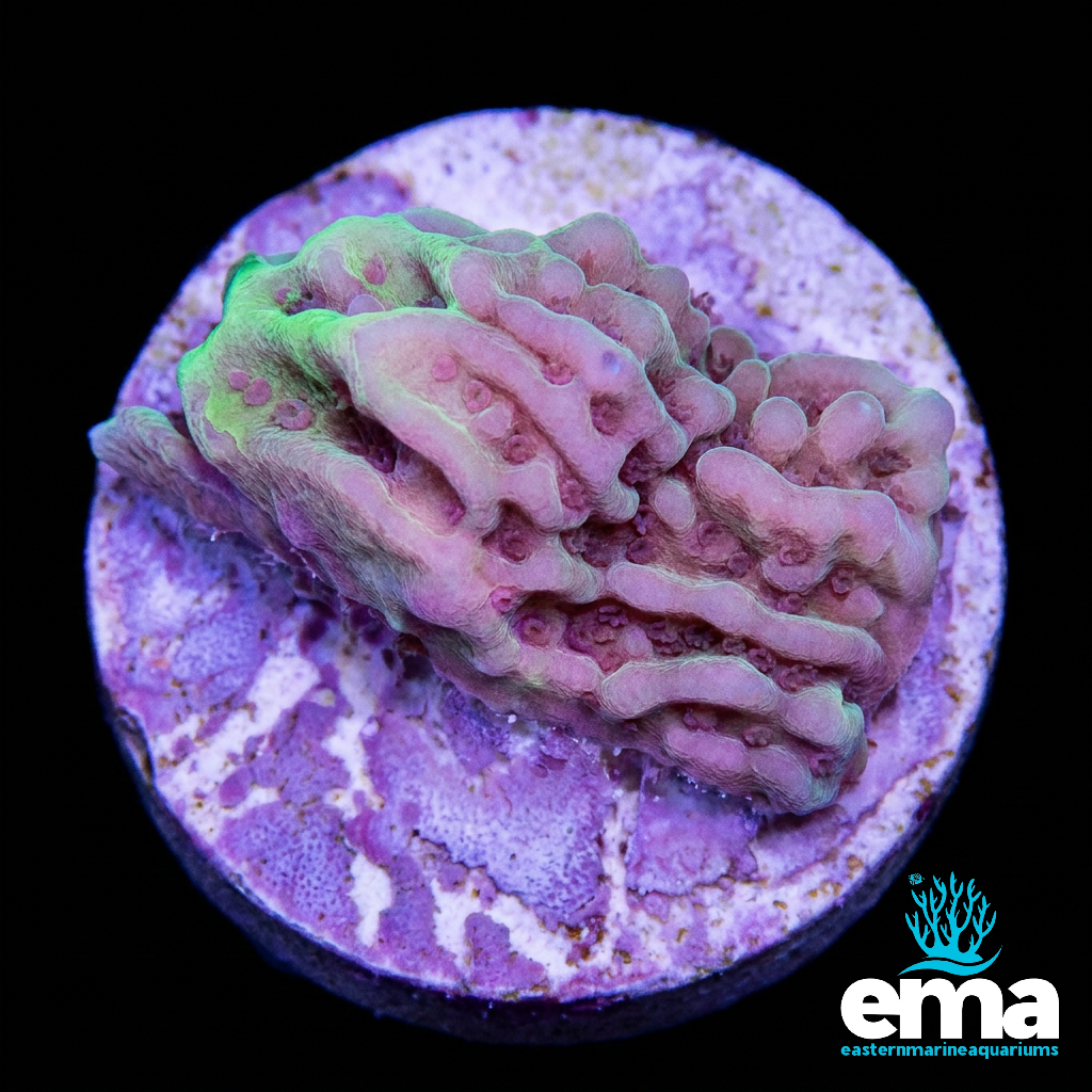 Purple & Green Montipora Danae