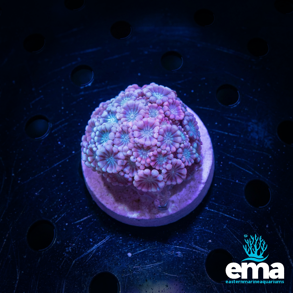 Baby Pink Alveopora Fragment