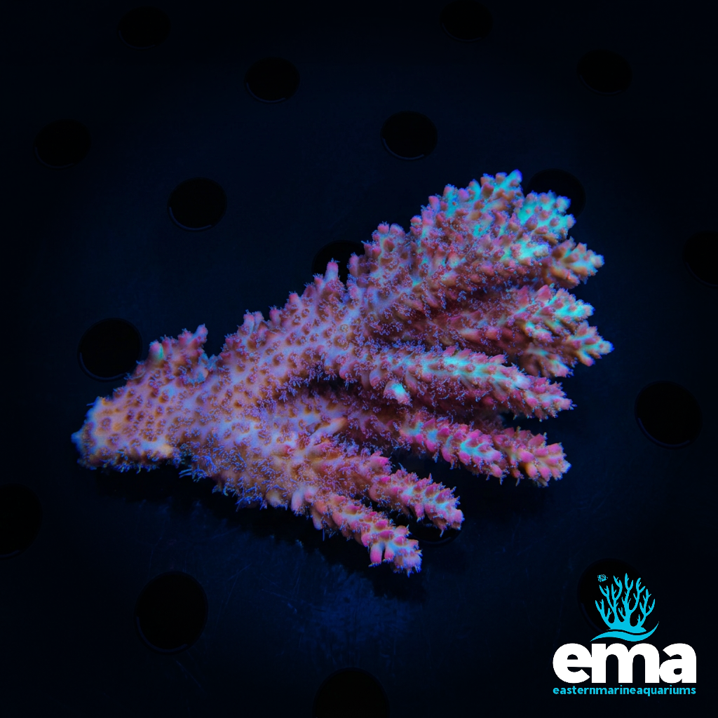 Strawberry Shortcake Acropora