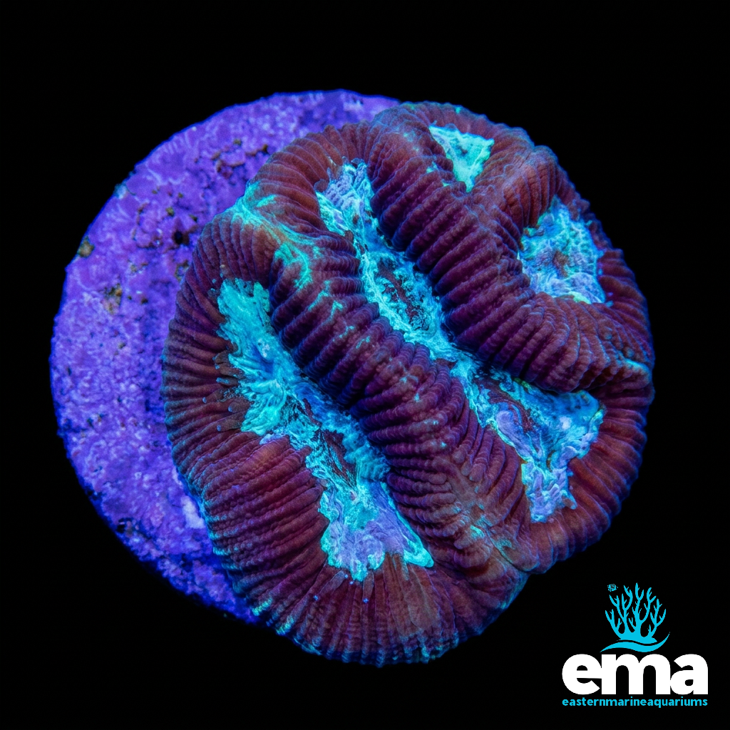 Purple & Teal Maze Fragment