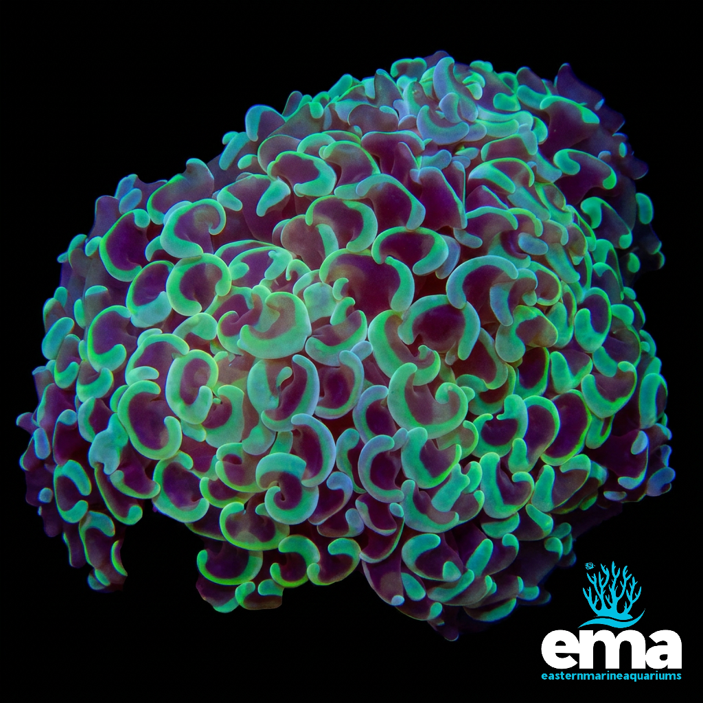 Metallic Green Rainbow Hammer Coral