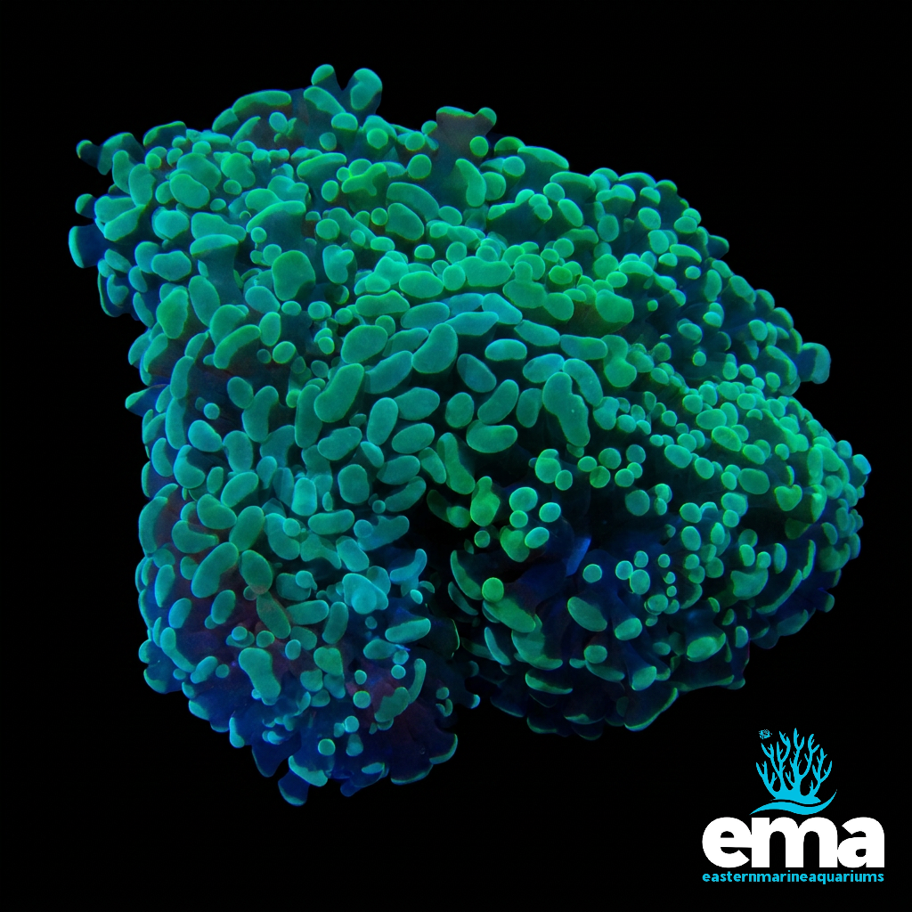 Mint Green Frammer Coral