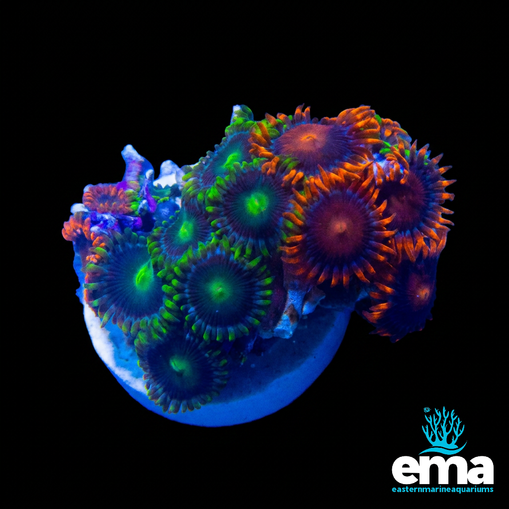 Zoanthid Fragment