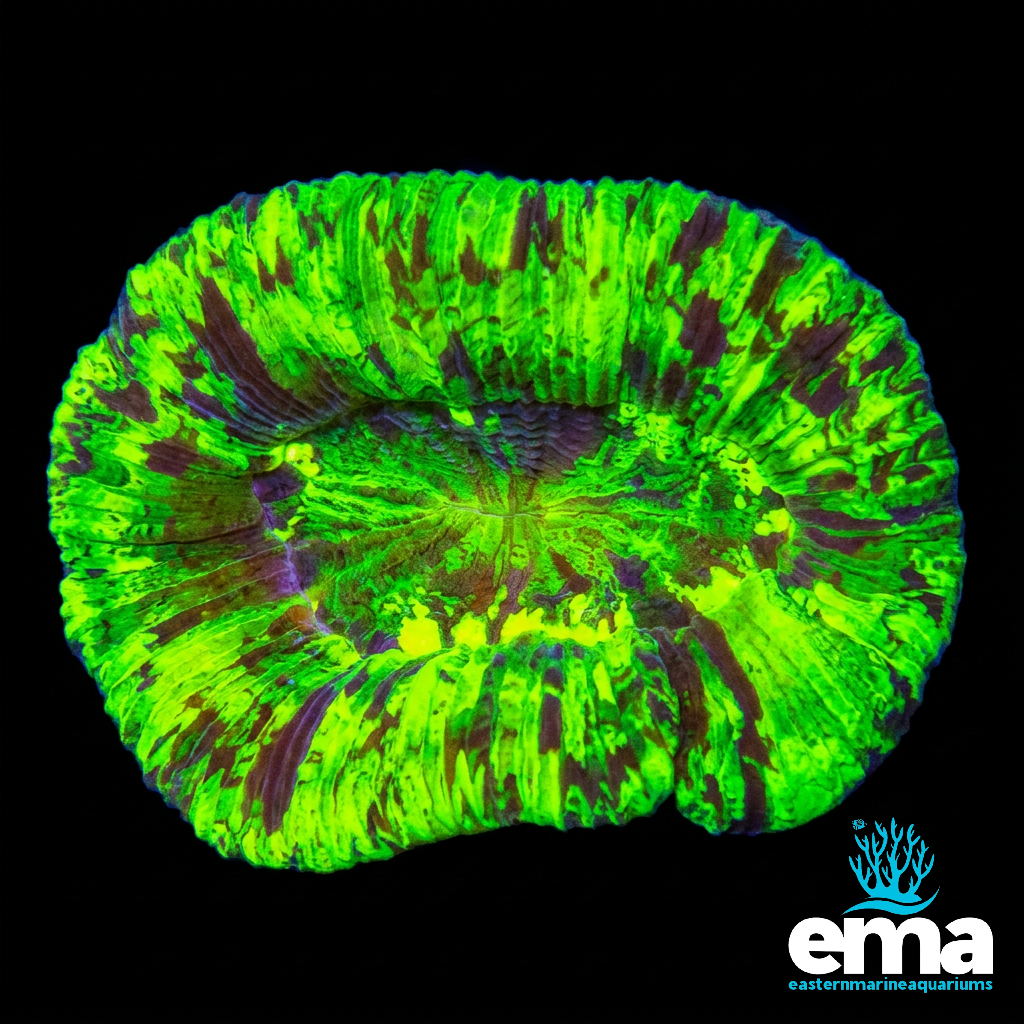 Toxic Green Trachyphyllia