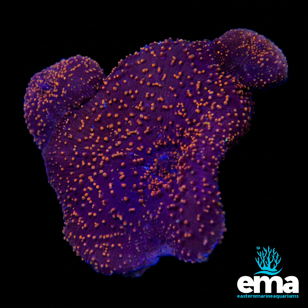Red Interstellar Discosoma Mushroom