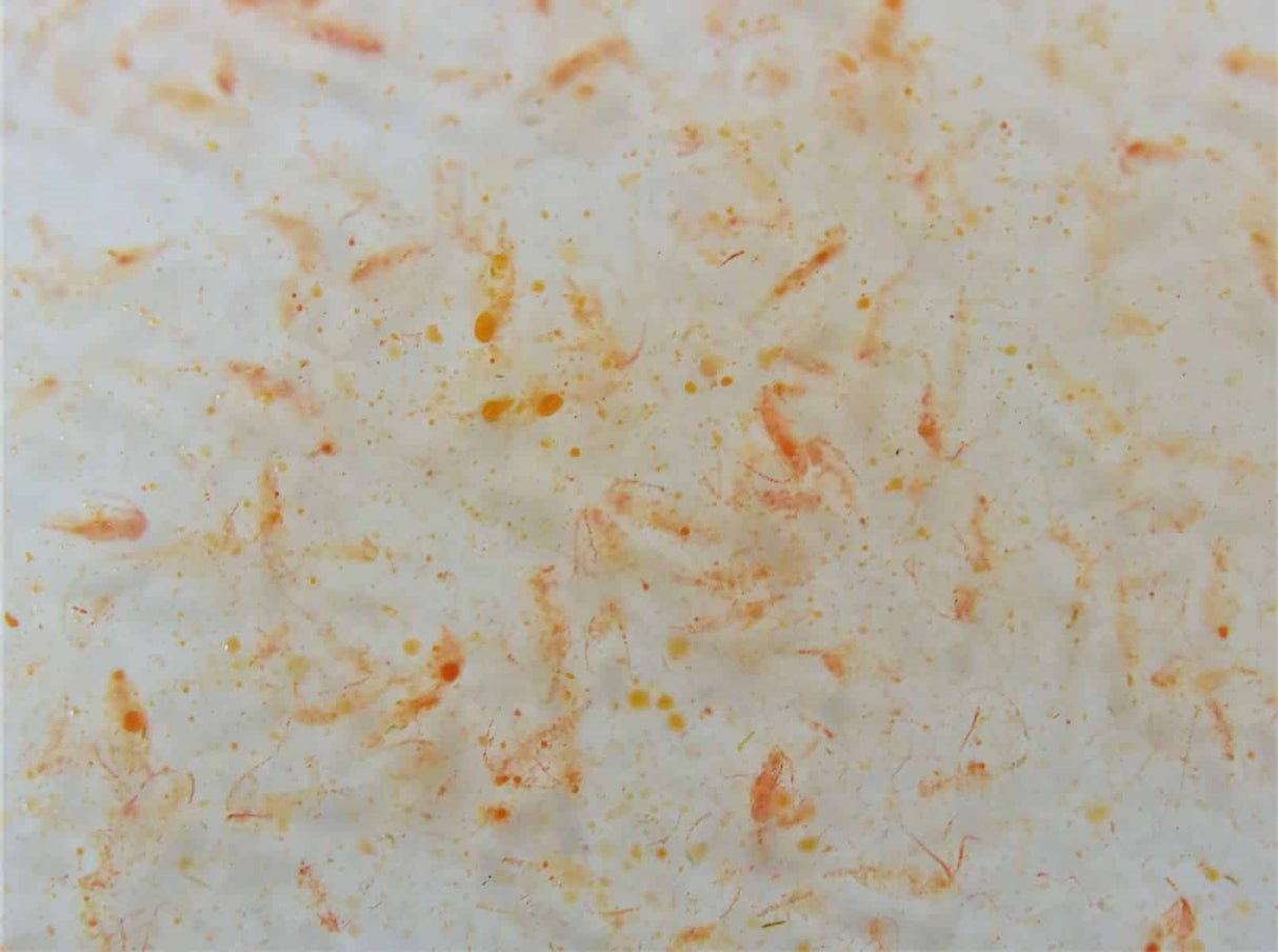 Fauna Marin Ocean Plankton