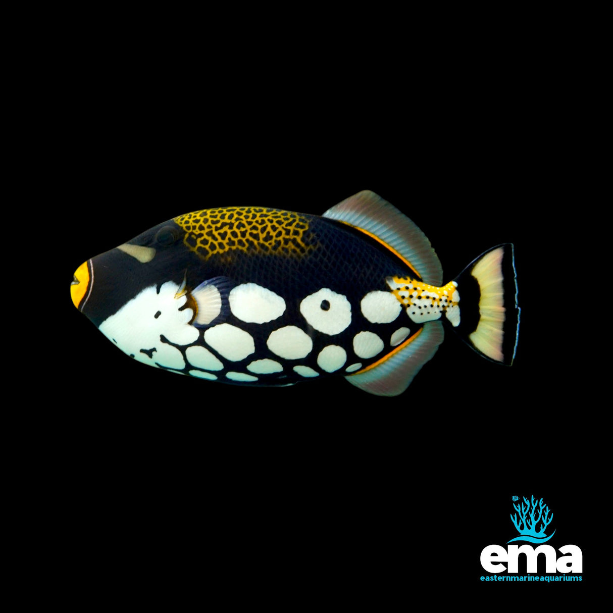 Clown Triggerfish