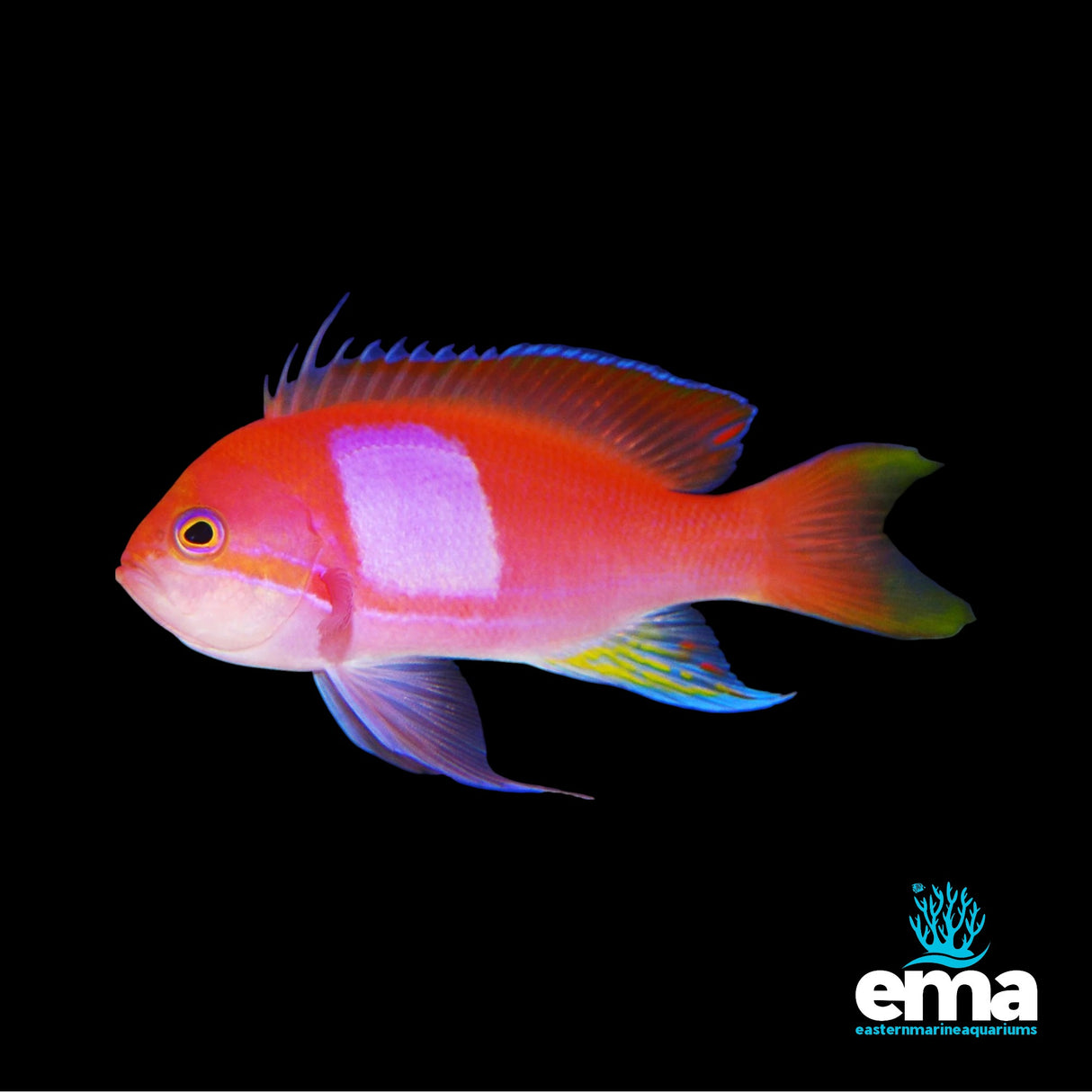 Squareback Anthias (Male)