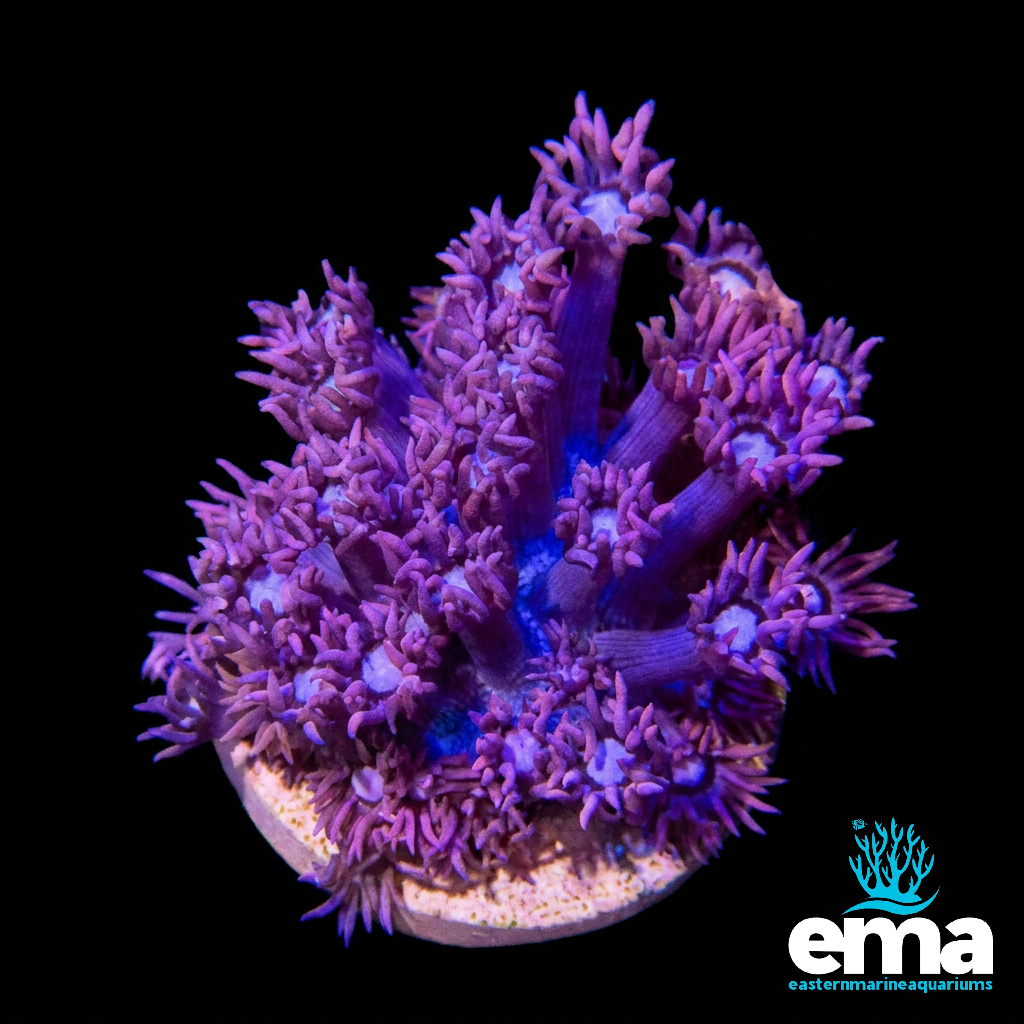 Purple Goniopora