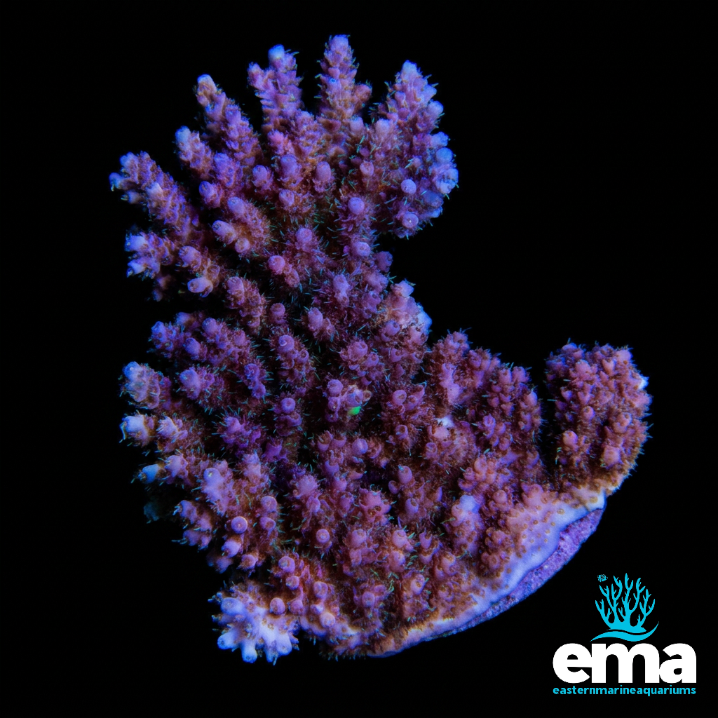 Pink & Green Australian Acropora