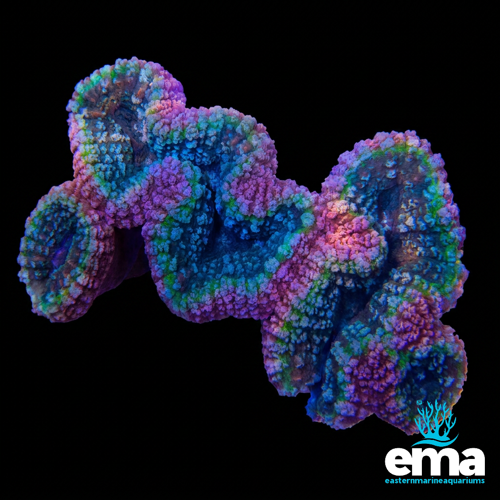 Lobophyllia Coral