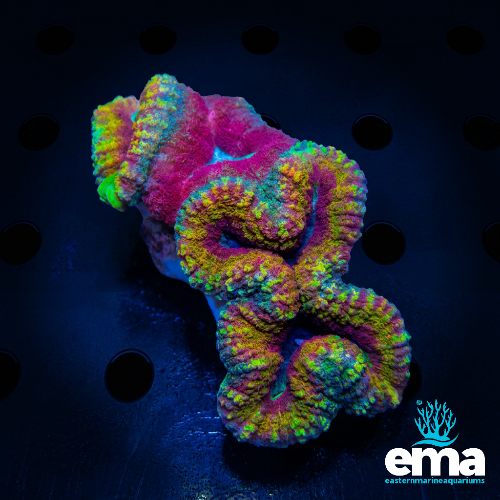 Rainbow Lobophyllia