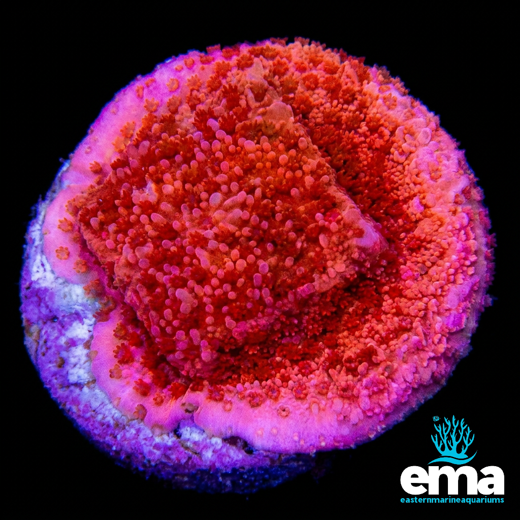 Red Montipora