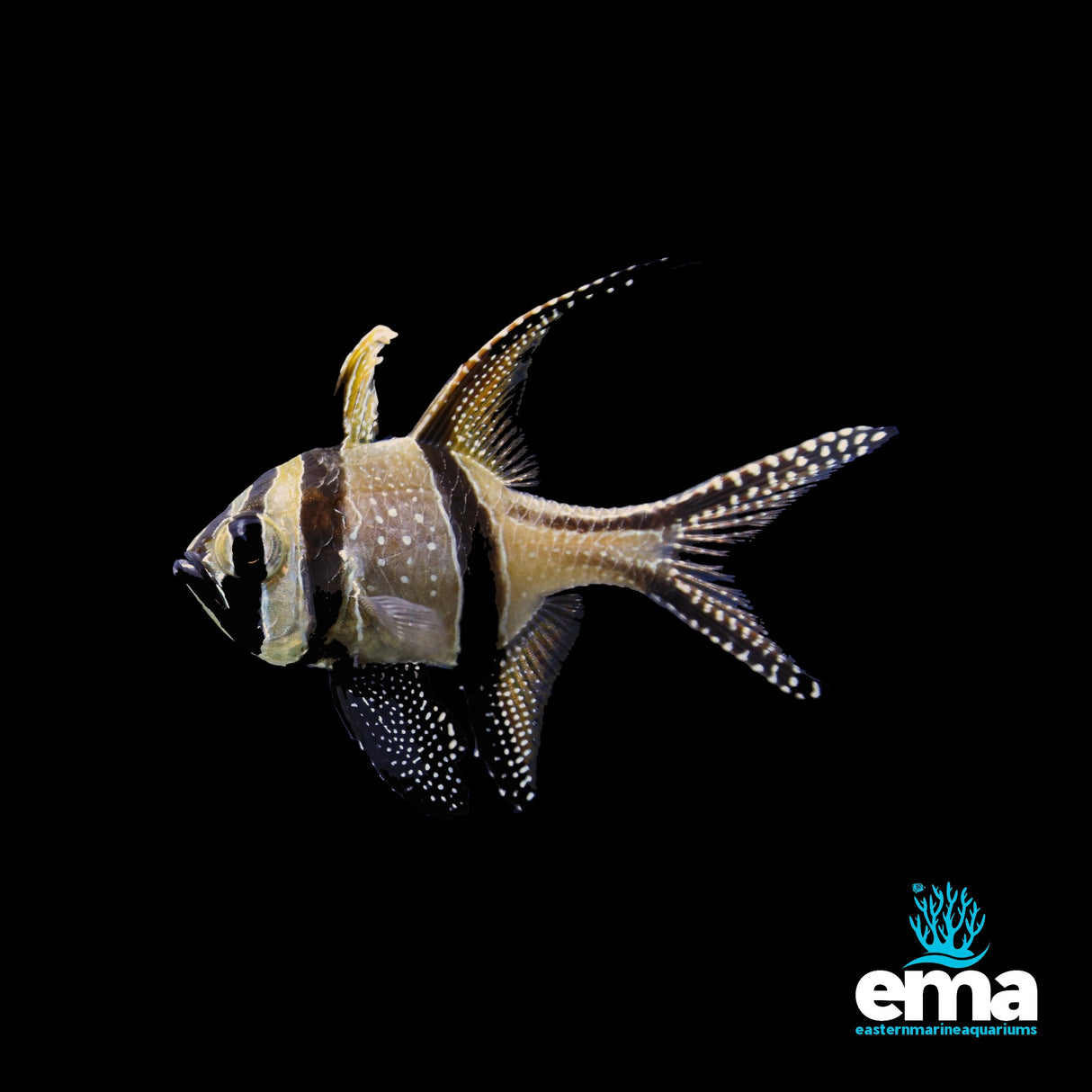 Banggai Cardinalfish