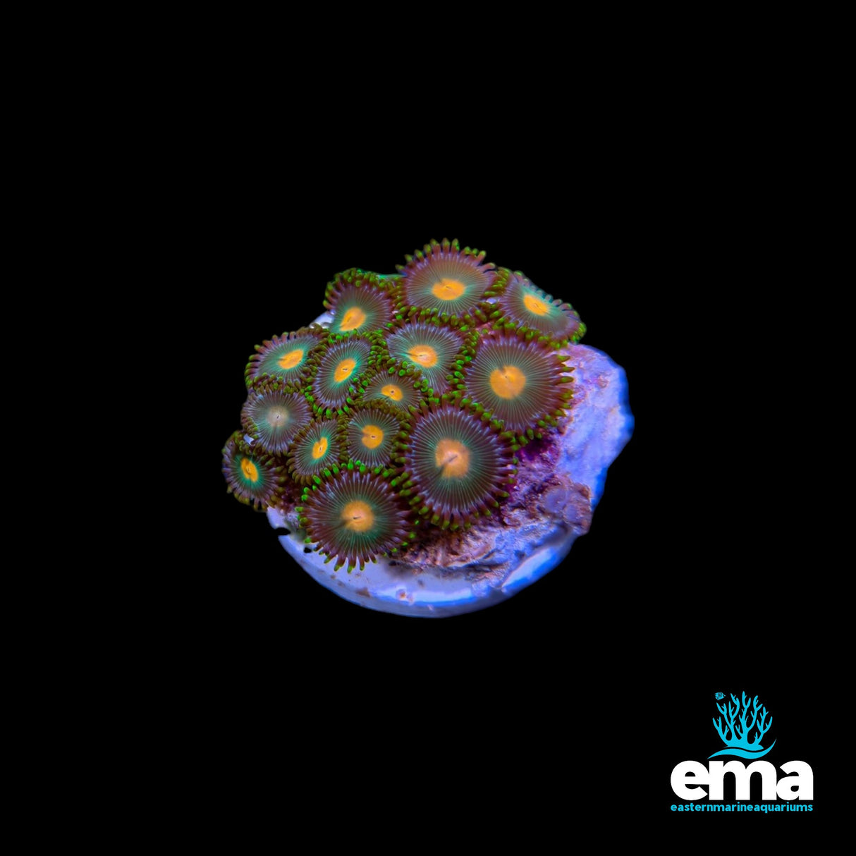Zoanthid