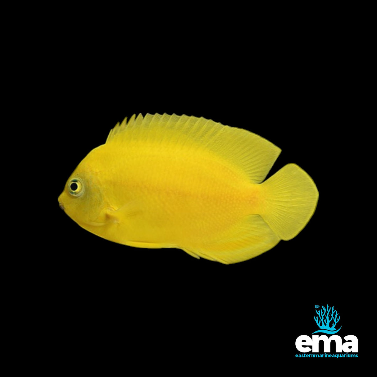 Yellow Angelfish