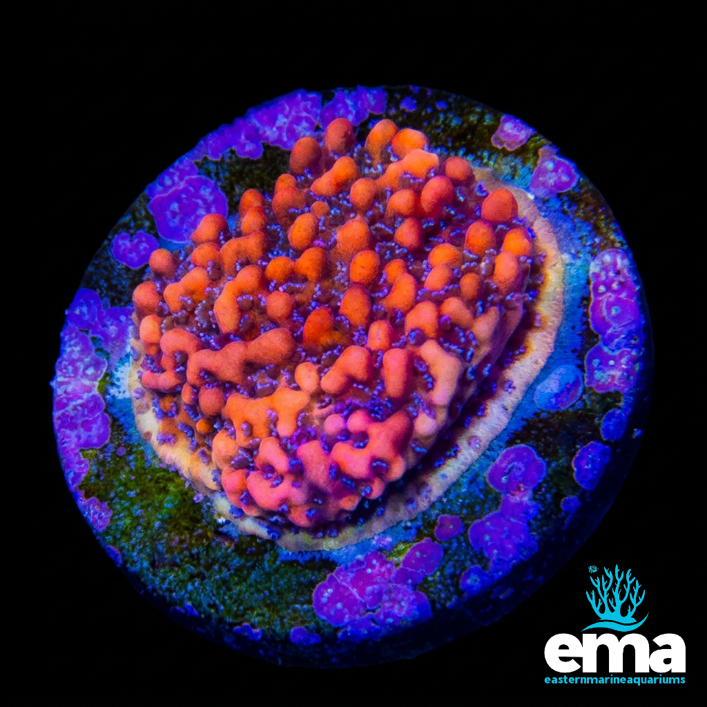 Purple & Red Montipora