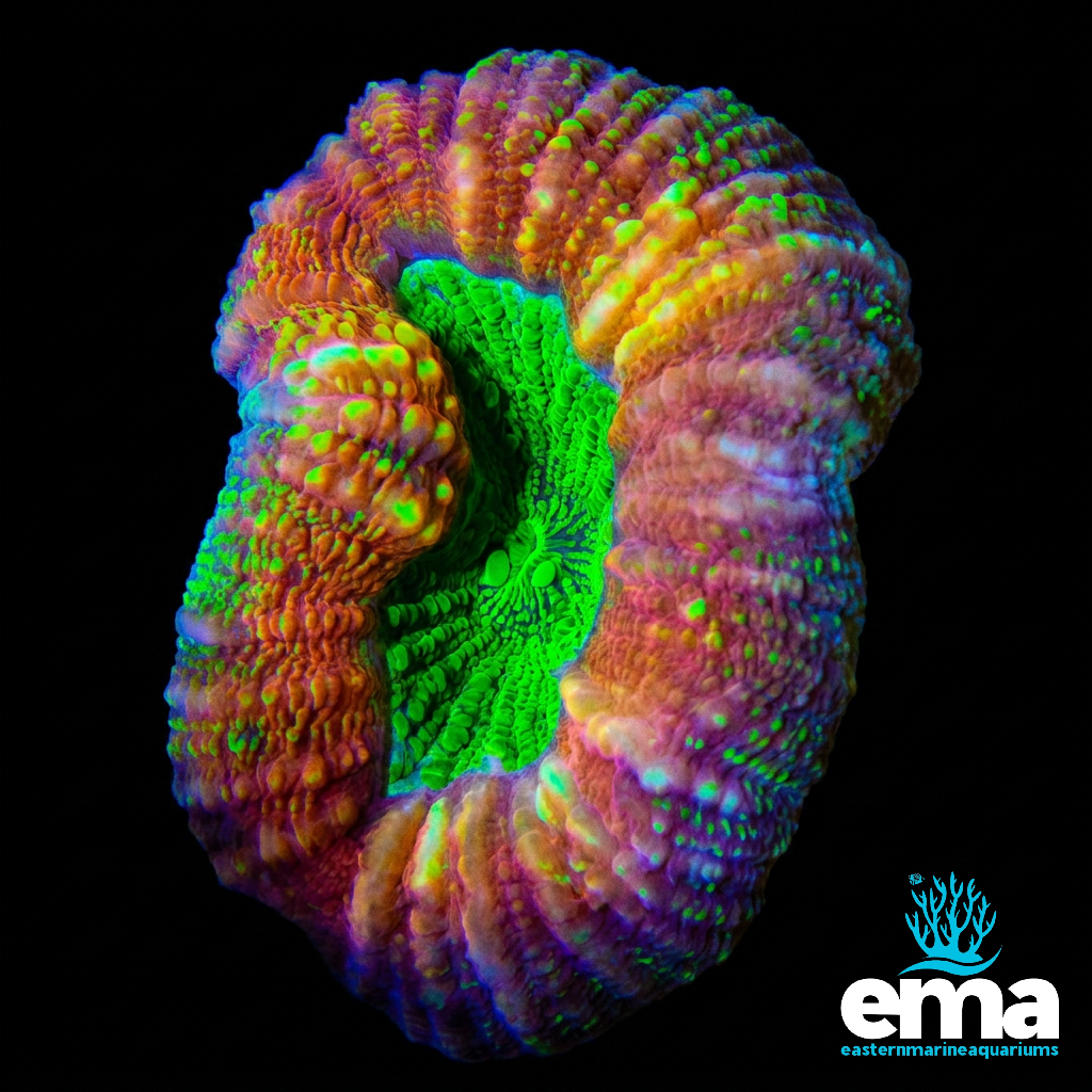 Toxic Green Center Lobophyllia