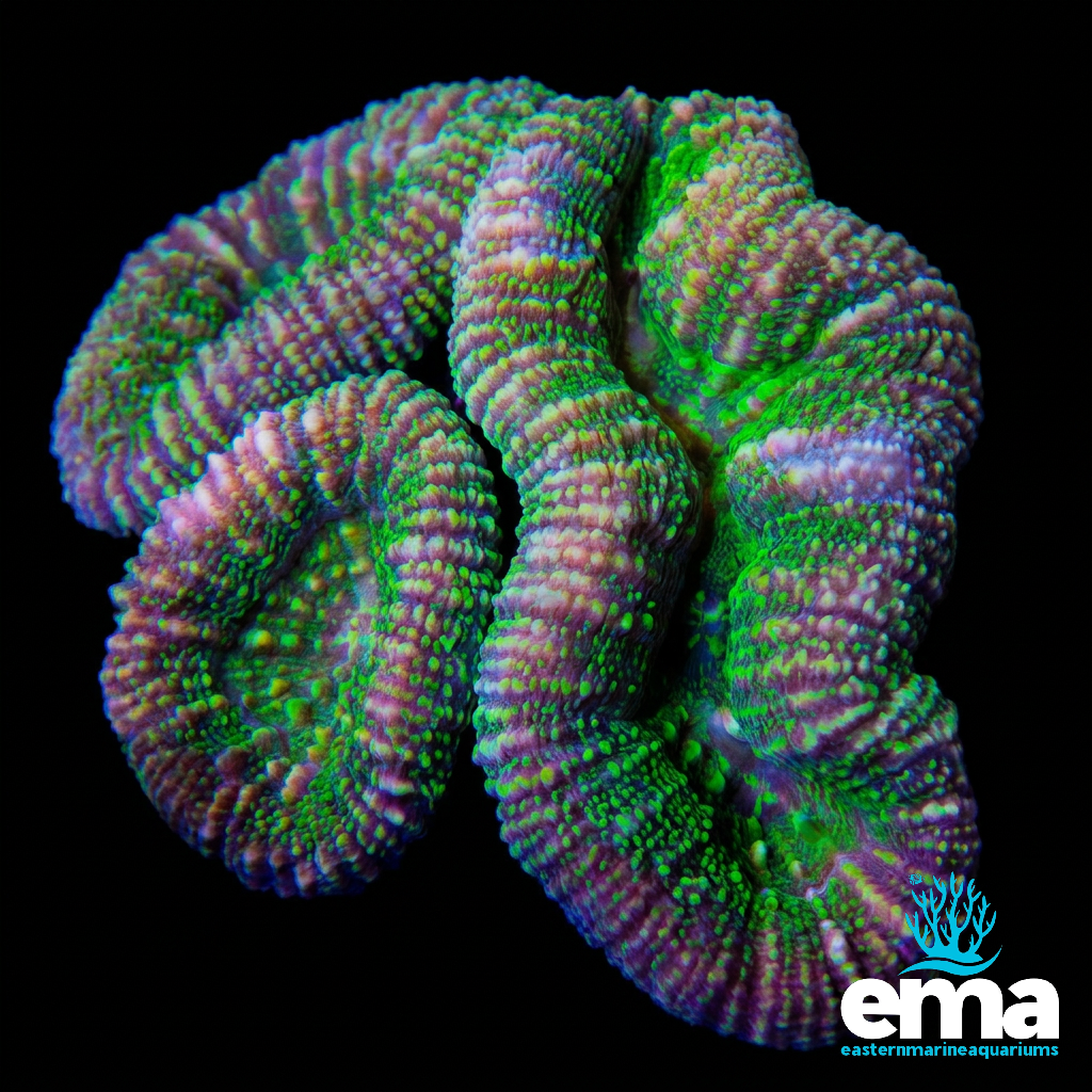 Neon Green Lobophyllia