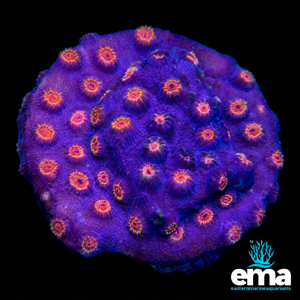Purple & Gold Cyphastrea