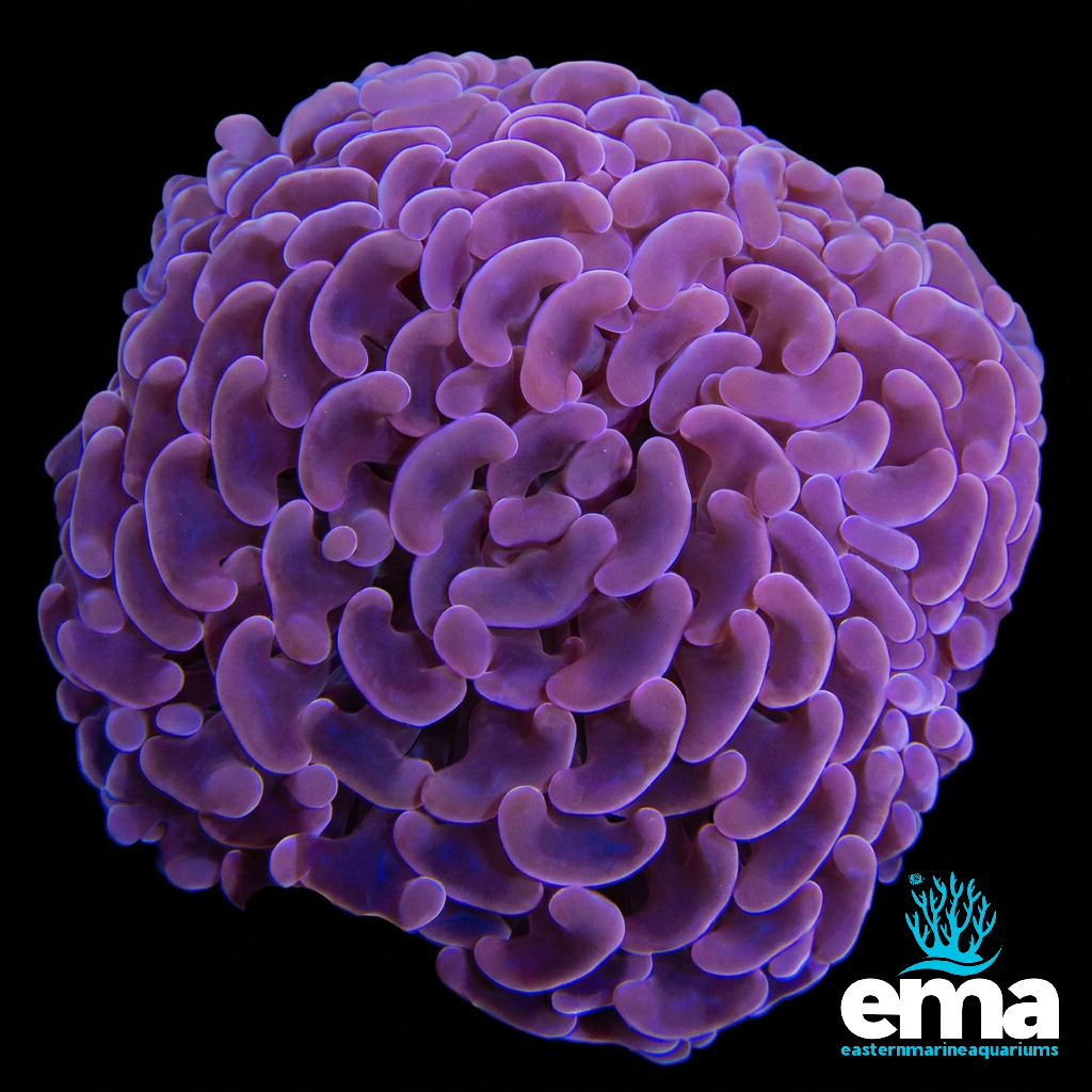 Orange Hammer Coral