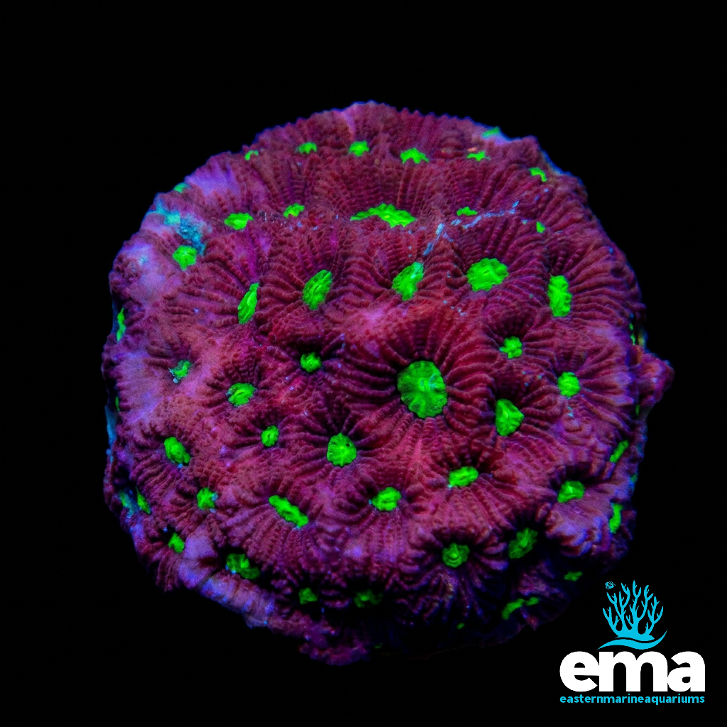War Coral Favities Fragment