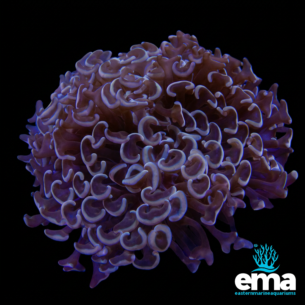 Metallic Bronze Hammer Coral