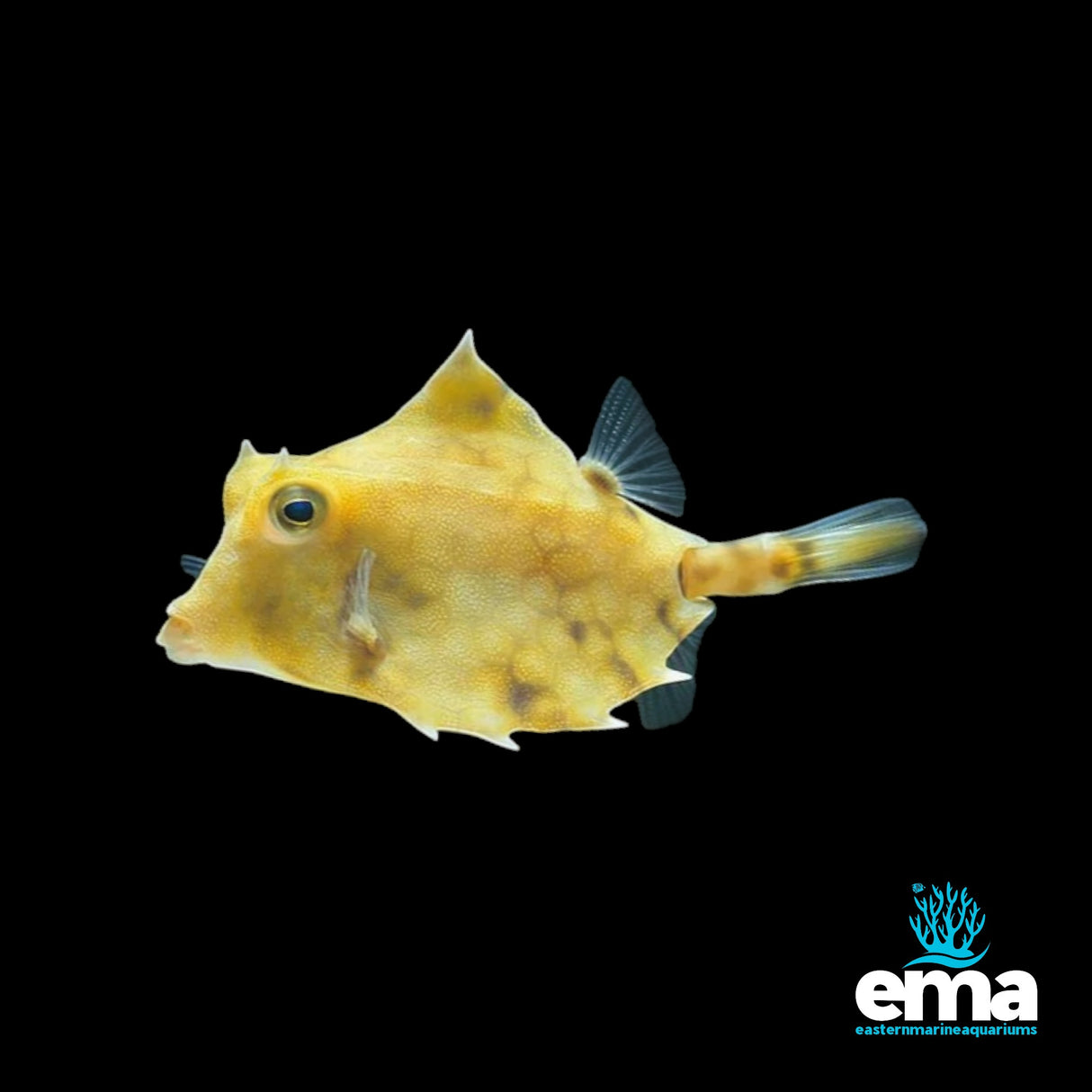 Thornback Cowfish