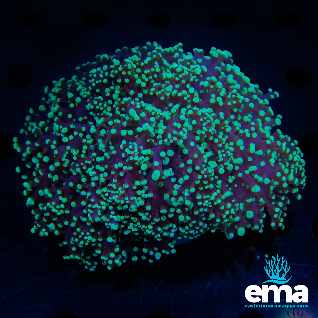 Green Frogspawn Coral