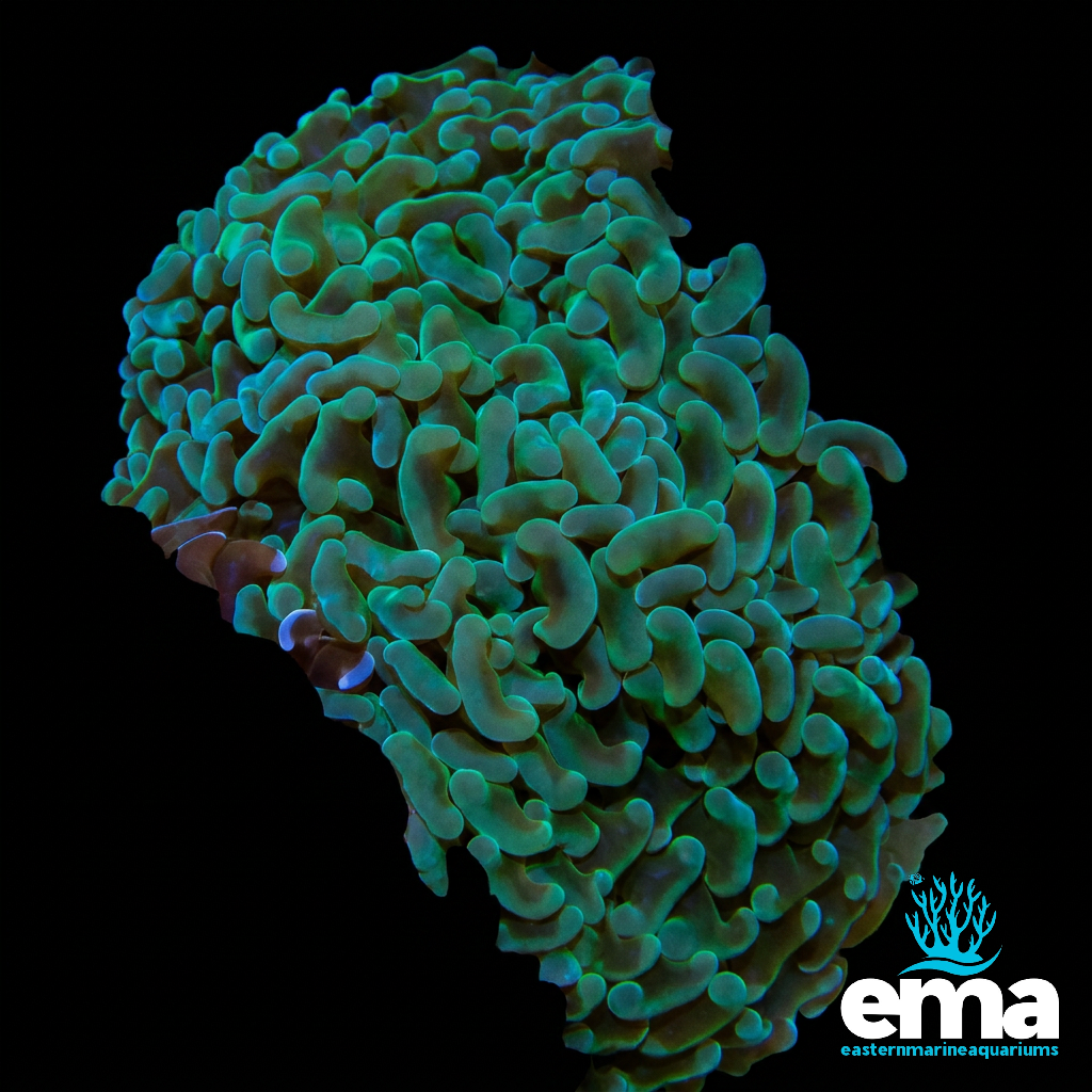 Green Hammer Ancora Coral