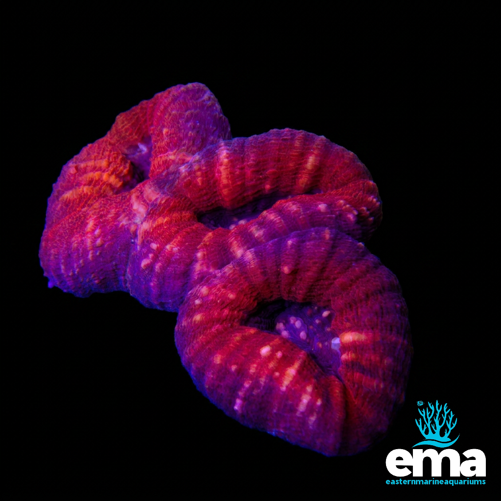 Orange Lobophyllia