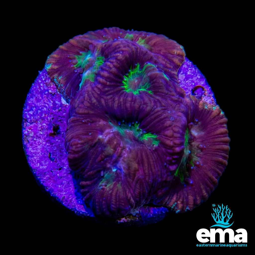 Purple & Green Goniastrea Fragment