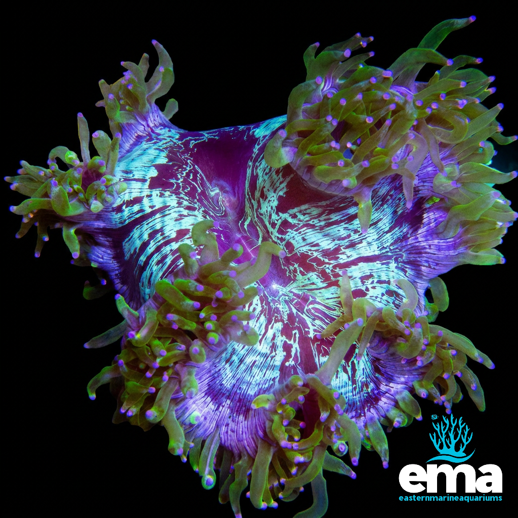 Purple and Gold Elegance Coral