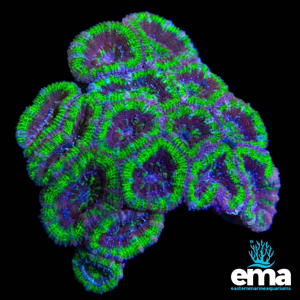 Green Acan Lord