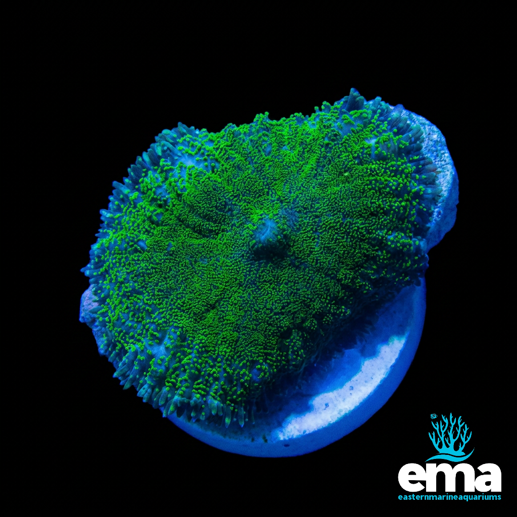 Green Mushroom