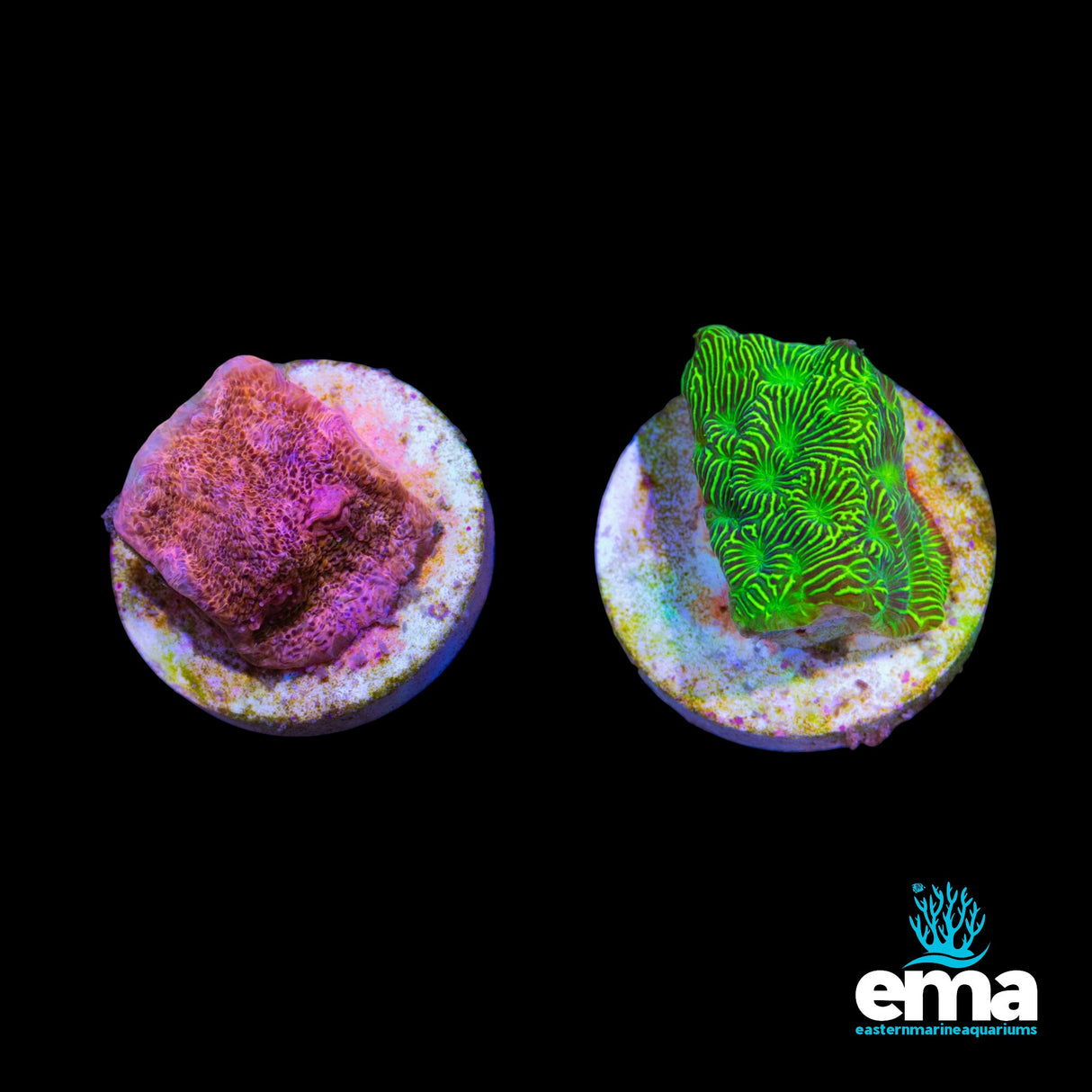 Toxic Lepto Frag Frag Pack