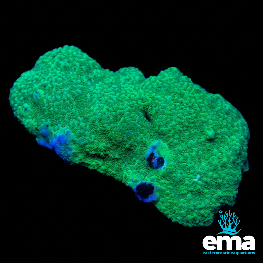Green Montipora