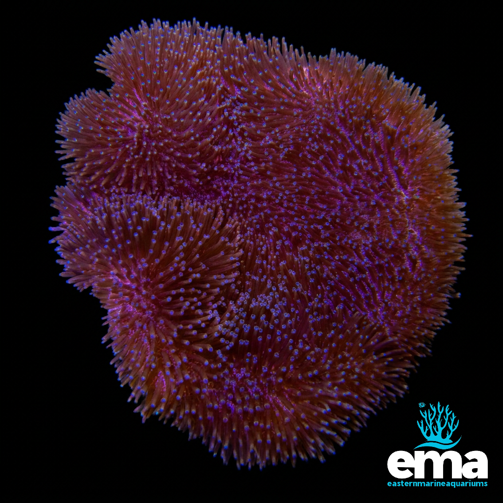 Purple Toadstool Coral