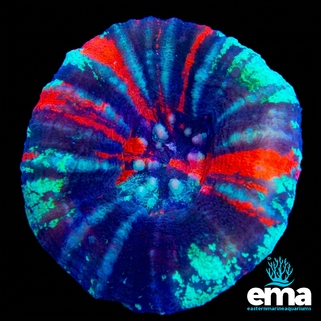 Warpaint Scolymia Australis