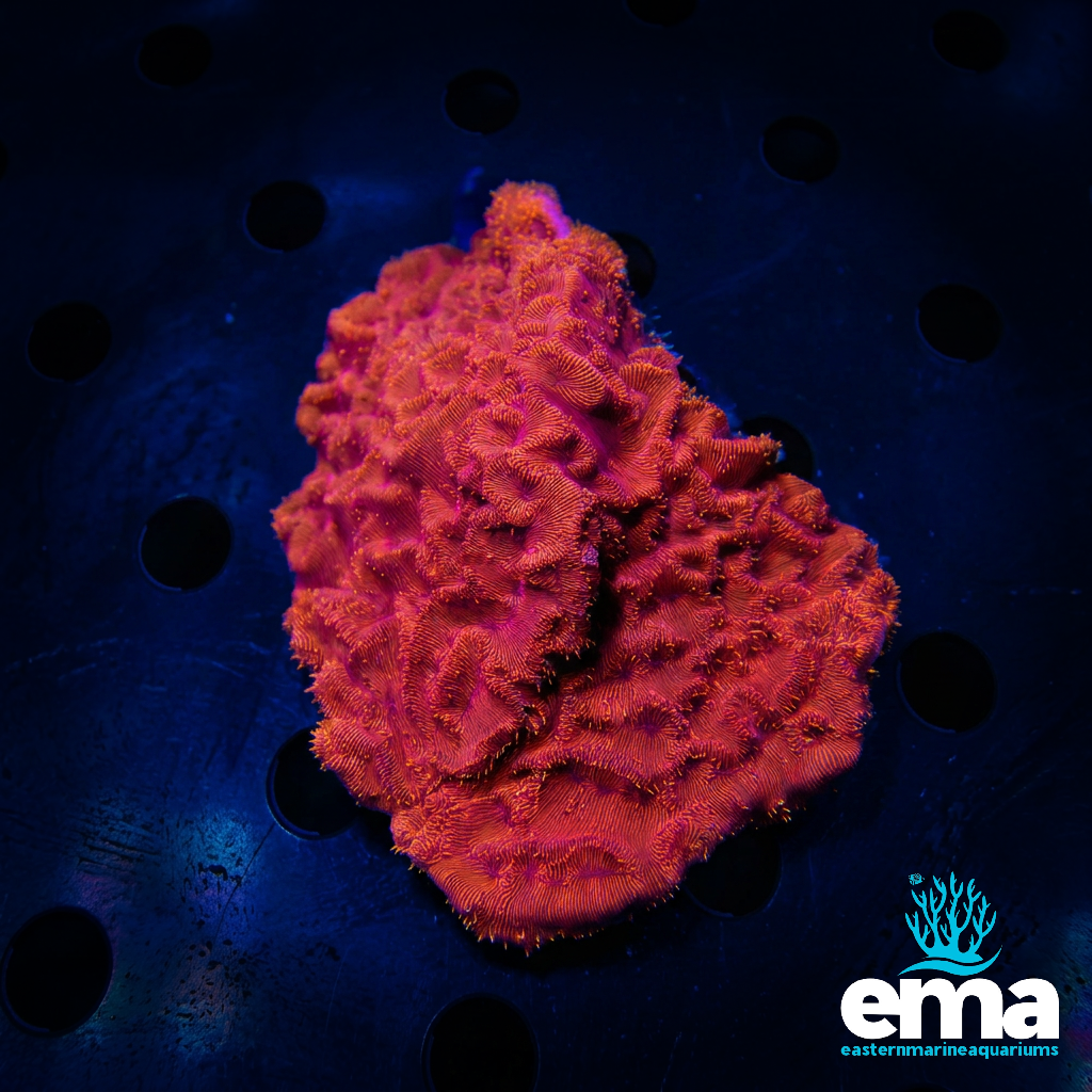 Orange Leptoseris Coral