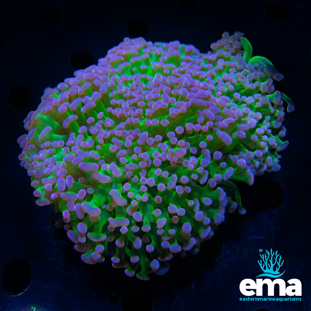 Reverse Frammer Coral