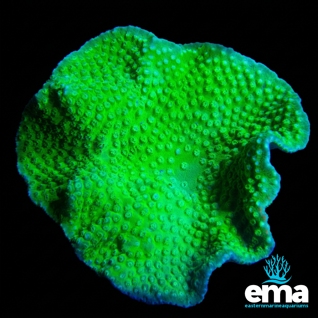Green Turbinaria