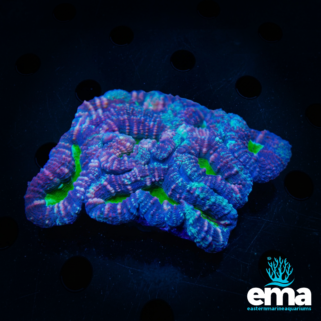 Toxic Green Mouth Lobophyllia