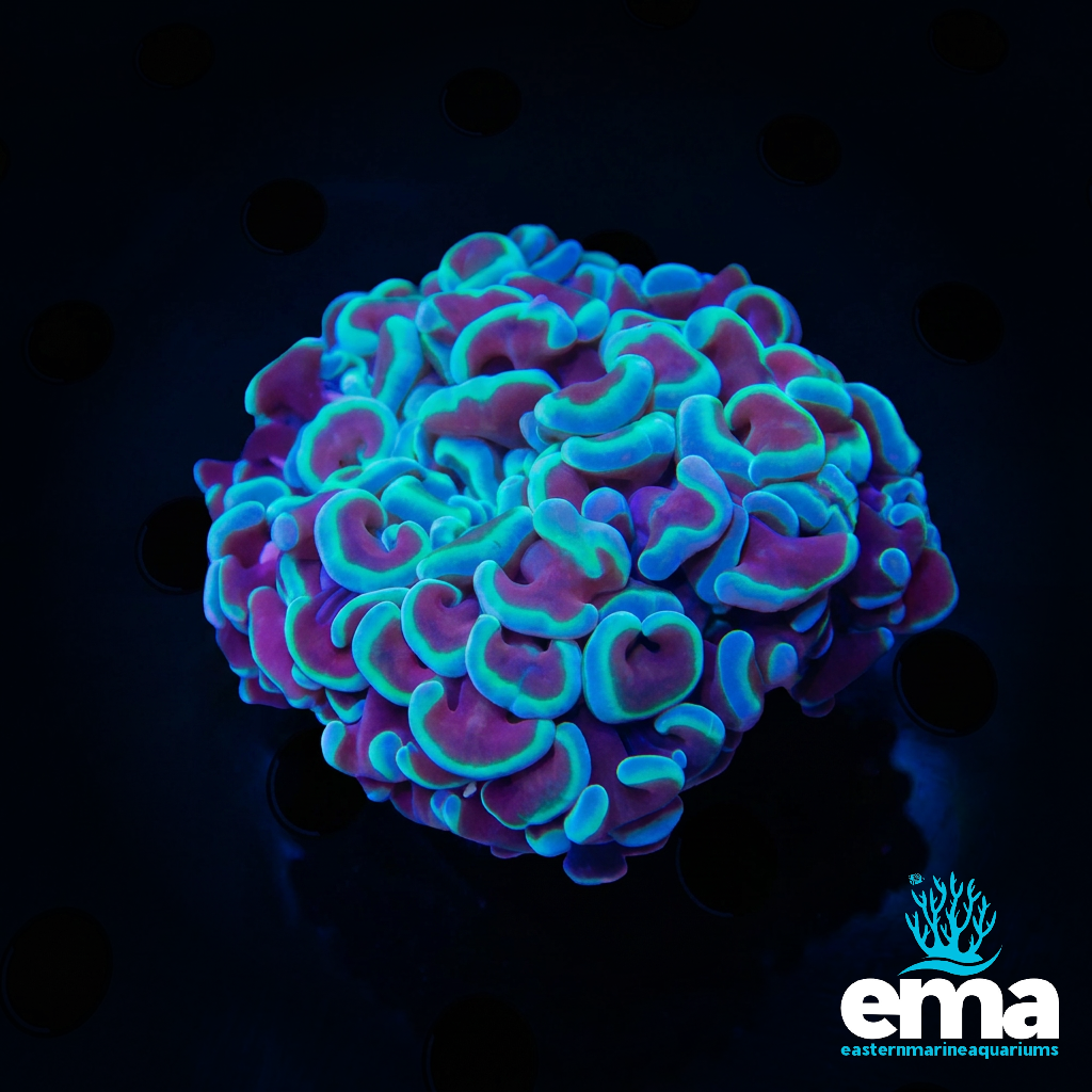 Teal & Gold Hammer Coral
