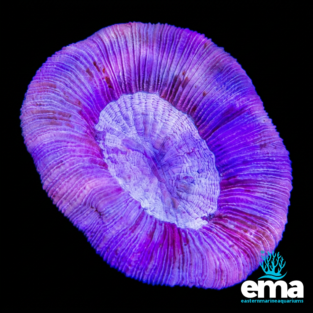 Purple Trachyphyllia